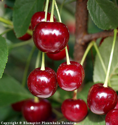 Prunus cerasus 'Carmine Jewell', hapankirsikka